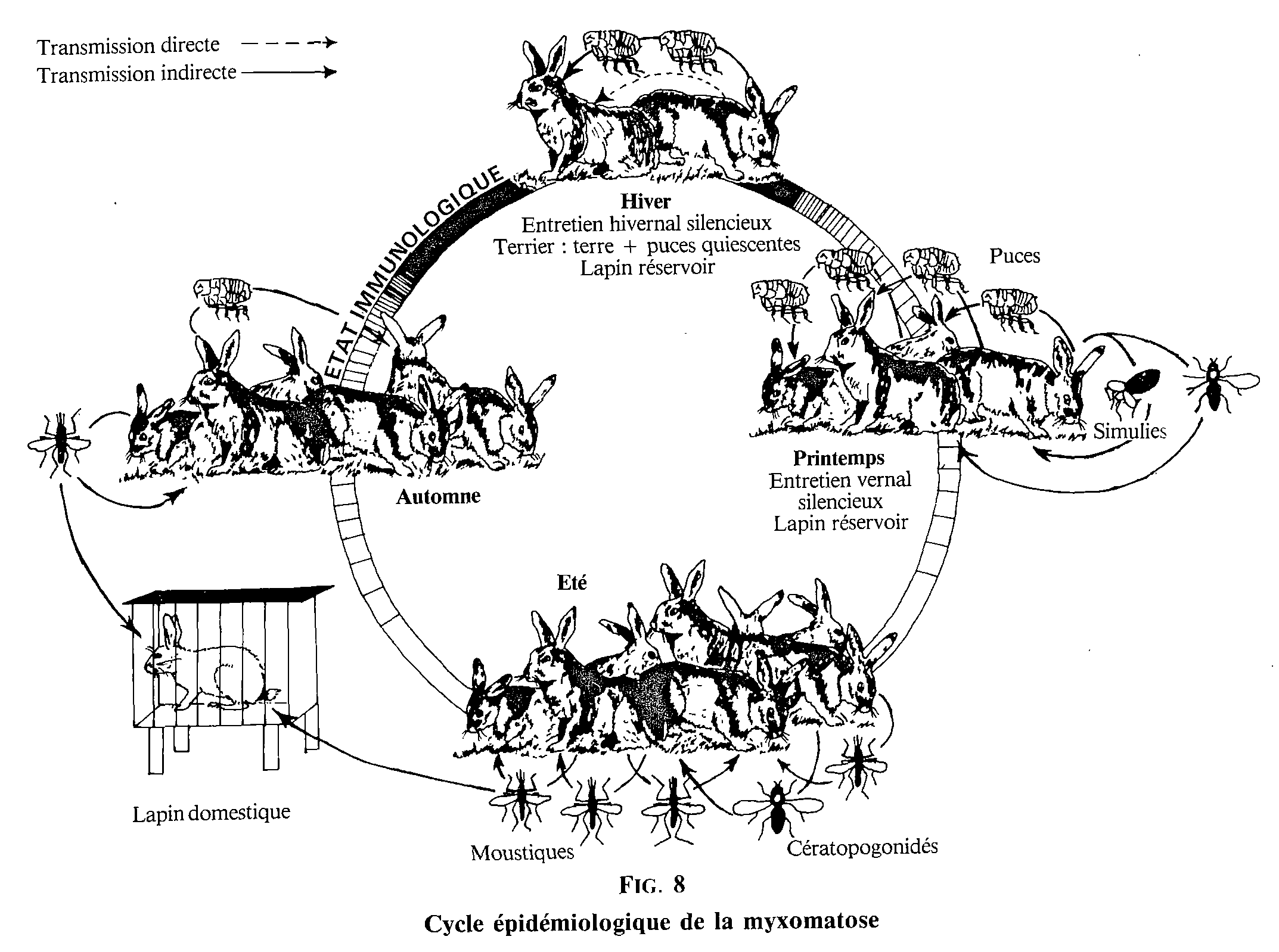 Cycle de transmission de la myxomatose