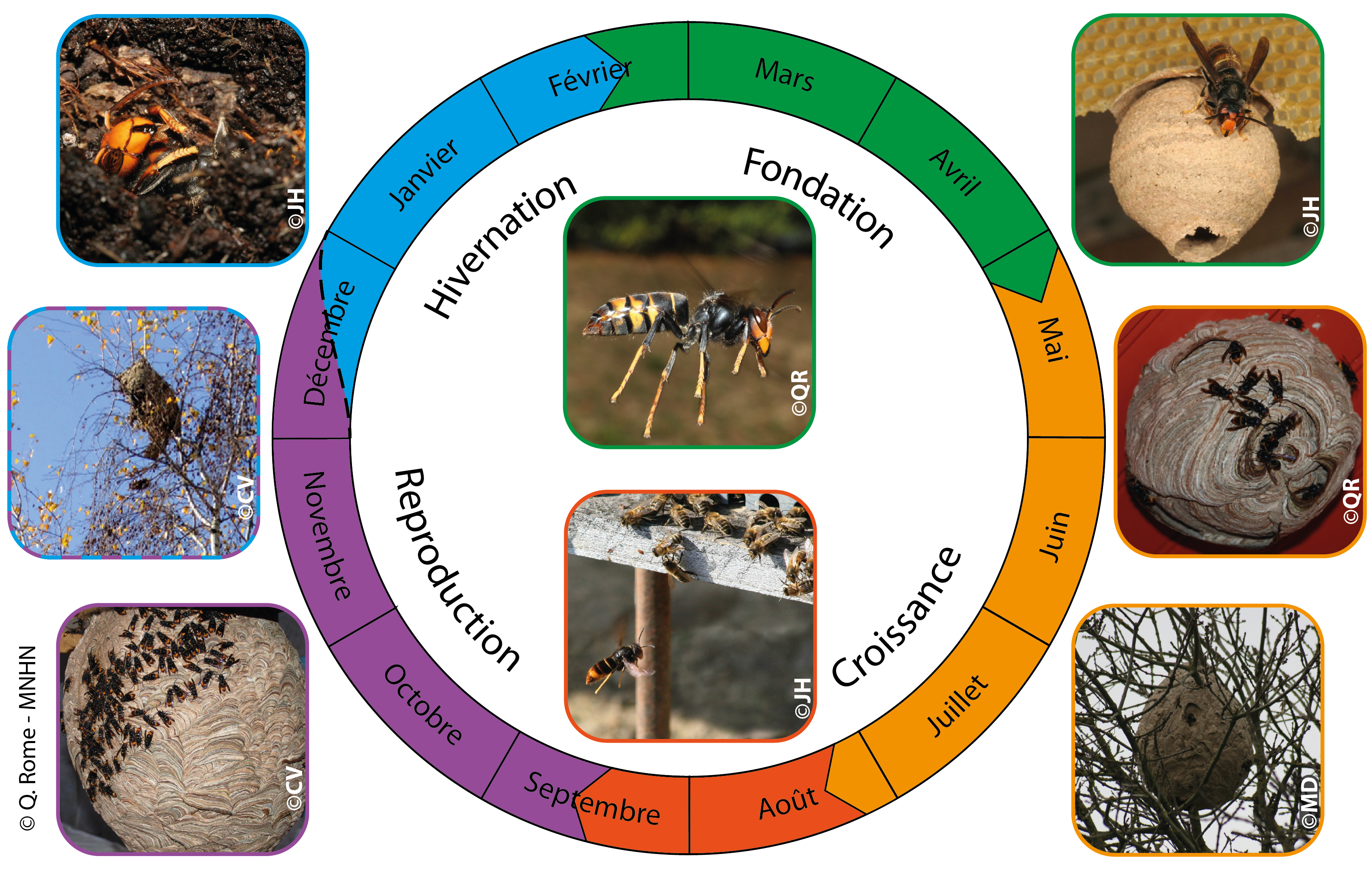 Cycle biologique de Vespa velutina en France. 