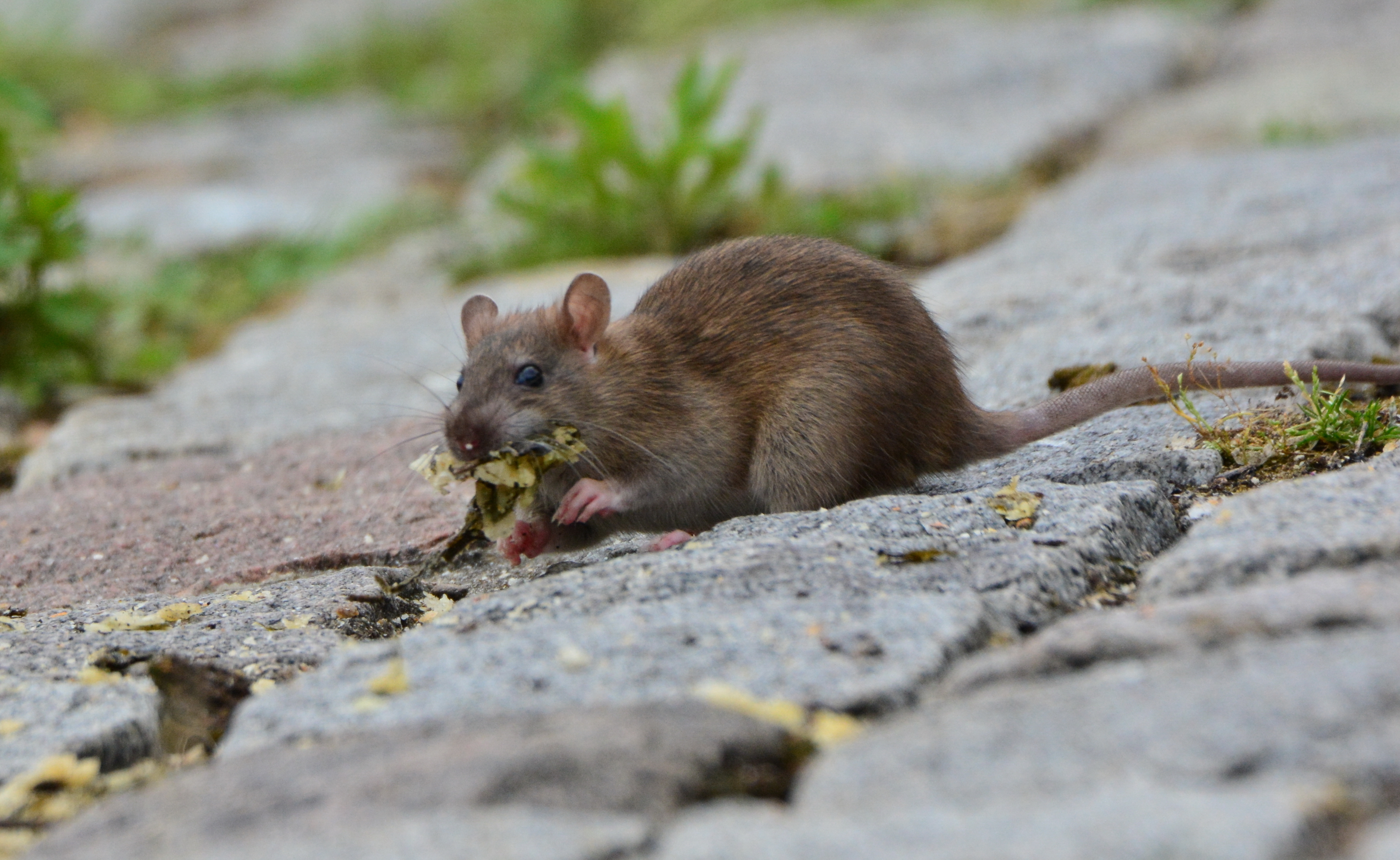 Repas d'un des Rats du Port (2)