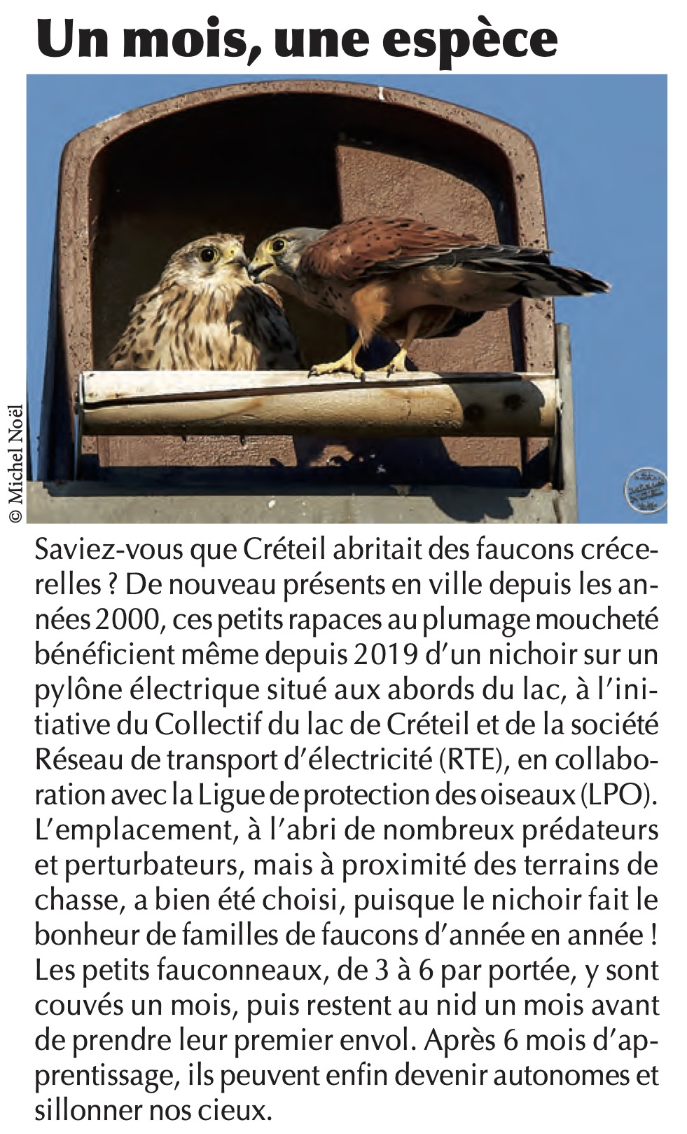 Un mois une espèce - Faucon crécerelle - VIVRE ENSEMBLE N° 417/DÉCEMBRE 2021 Page 7