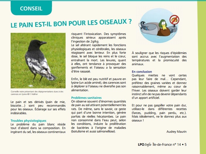 Le pain est-il bon pour les oiseaux ?