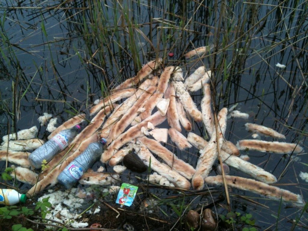 Pains jetés par dizaines dans le lac de Créteil, le transforme en poubelle, un régal pour les Rats dont la population se développe rapidement !