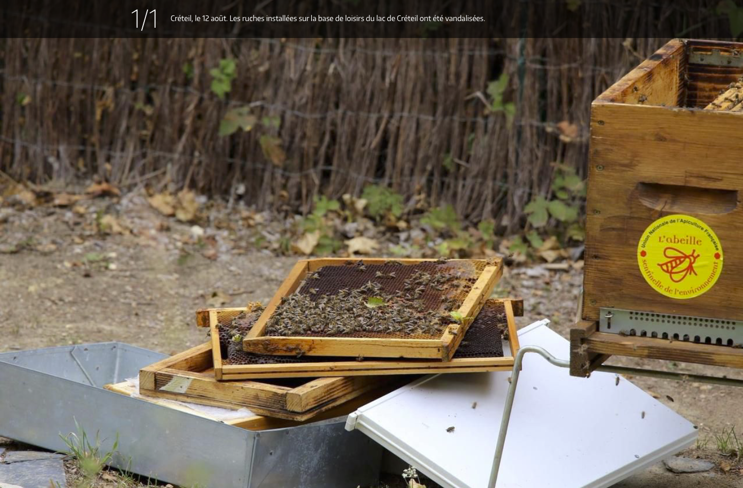 Créteil, le 12 août. Les ruches installées sur la base de loisirs du lac de Créteil ont été vandalisées. 