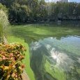 IMG 463 Lac de Creteil
