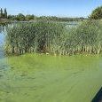 IMG 081 Lac de Creteil