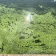 IMG 422 Lac de Creteil