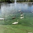 IMG 293 Lac de Creteil