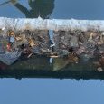 IMG 380 Lac de Creteil