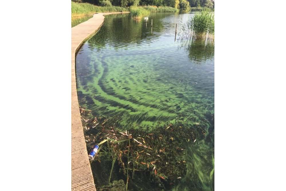 Constatation effectuée au lac de Créteil en juillet 2018 (52) ©Collectif du lac de Créteil