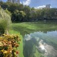 IMG 462 Lac de Creteil