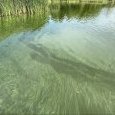IMG 073 Lac de Creteil