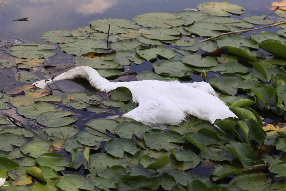 Constatation effectuée au lac de Créteil en juillet 2018 (27) ©Collectif du lac de Créteil