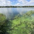 IMG 480 Lac de Creteil