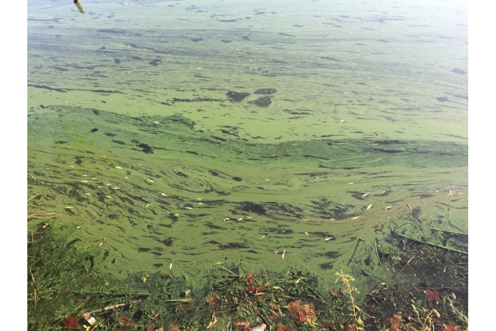 Constatation effectuée au lac de Créteil en juillet 2018 (51) ©Collectif du lac de Créteil