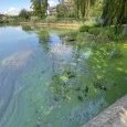 IMG 469 Lac de Creteil