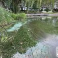 IMG 193 Lac de Creteil