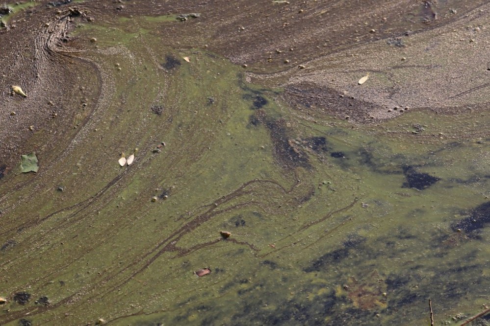 Constatation effectuée au lac de Créteil en juillet 2018 (3) ©Collectif du lac de Créteil