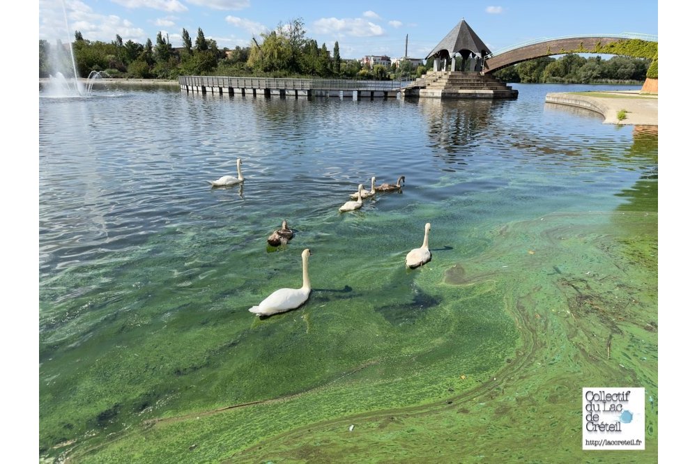 IMG 294 Lac de Creteil