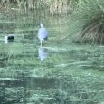 IMG 401 Lac de Creteil
