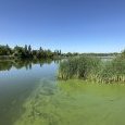 IMG 082 Lac de Creteil