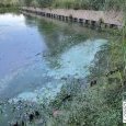 IMG 195 Lac de Creteil