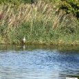 IMG 312 Lac de Creteil