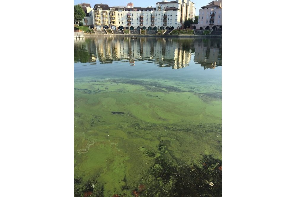 Constatation effectuée au lac de Créteil en juillet 2018 (36) ©Collectif du lac de Créteil