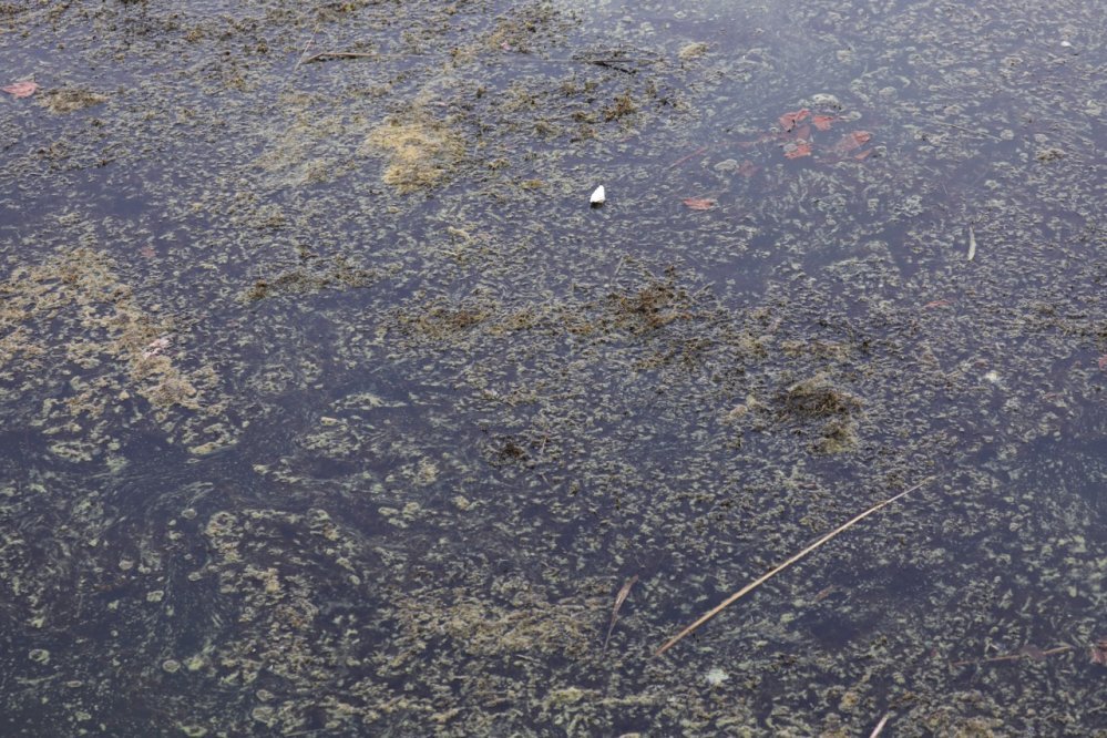 Constatation effectuée au lac de Créteil en juillet 2018 (60) ©Collectif du lac de Créteil