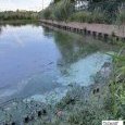IMG 194 Lac de Creteil