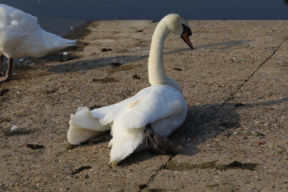 Constatation effectuée au lac de Créteil en juillet 2018 (12) ©Collectif du lac de Créteil