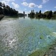 IMG 436 Lac de Creteil
