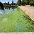 IMG 427 Lac de Creteil