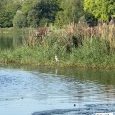 IMG 311 Lac de Creteil