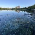 IMG 394 Lac de Creteil