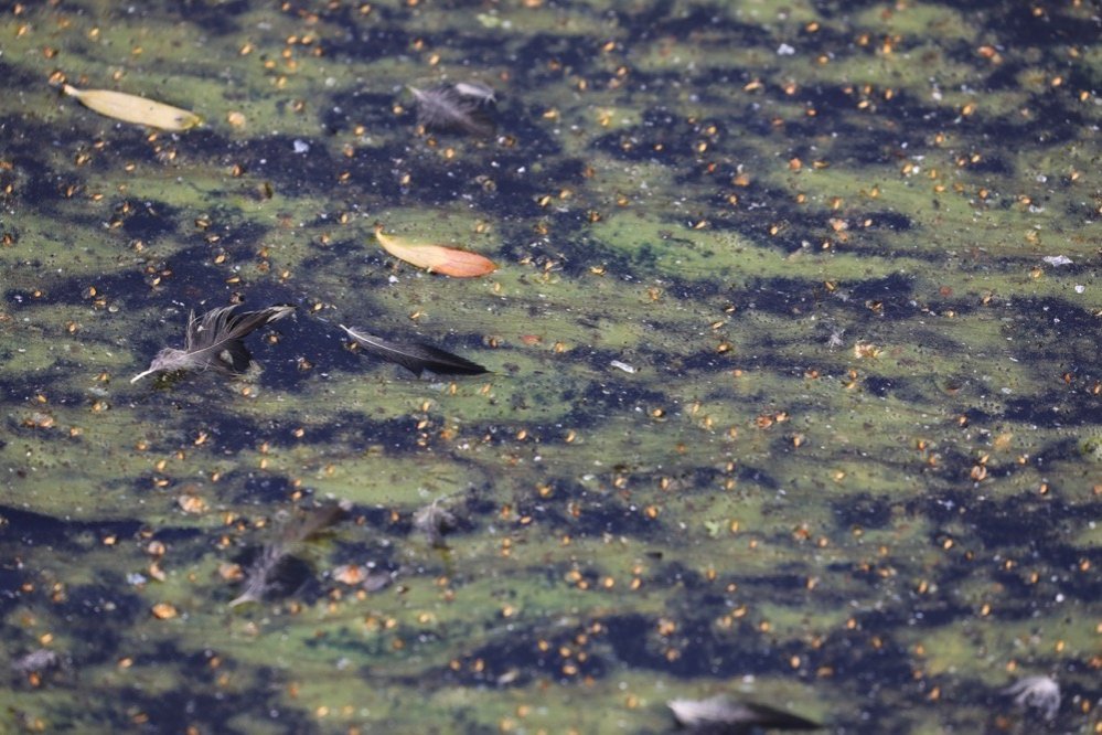 Constatation effectuée au lac de Créteil en juillet 2018 (15) ©Collectif du lac de Créteil