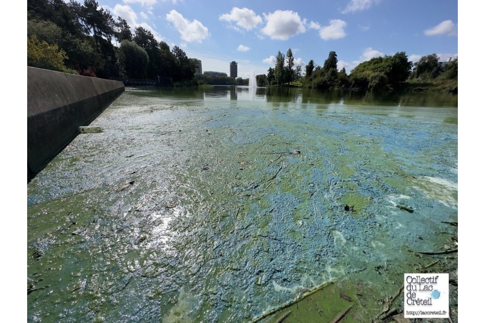 IMG 435 Lac de Creteil