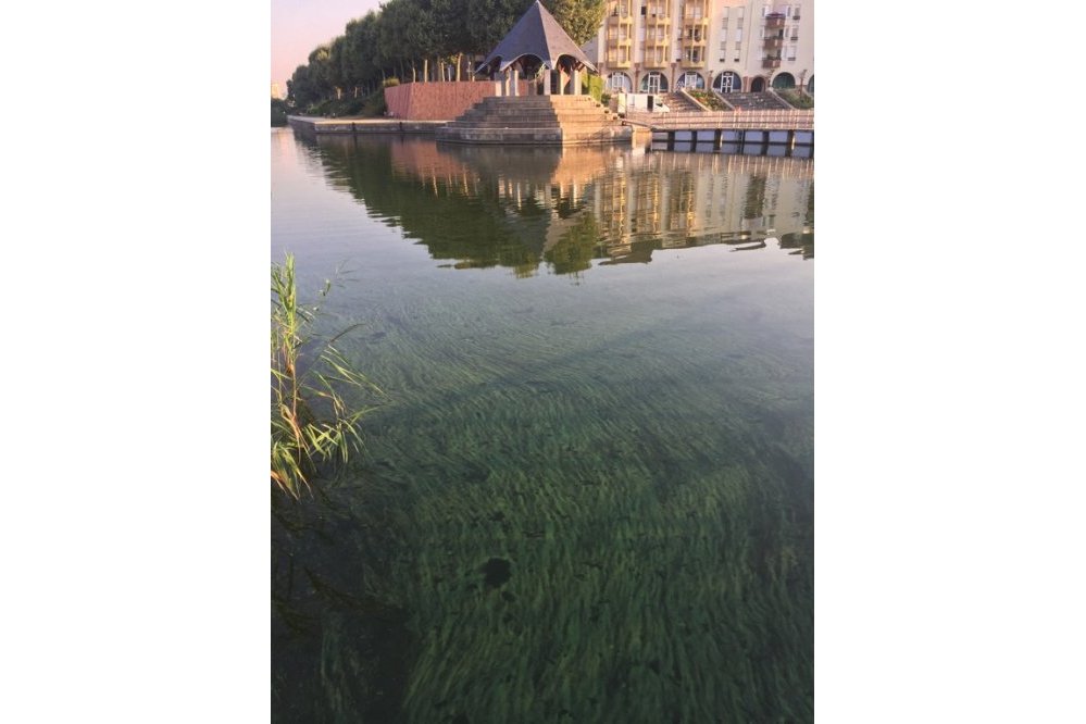 Constatation effectuée au lac de Créteil en juillet 2018 (45) ©Collectif du lac de Créteil