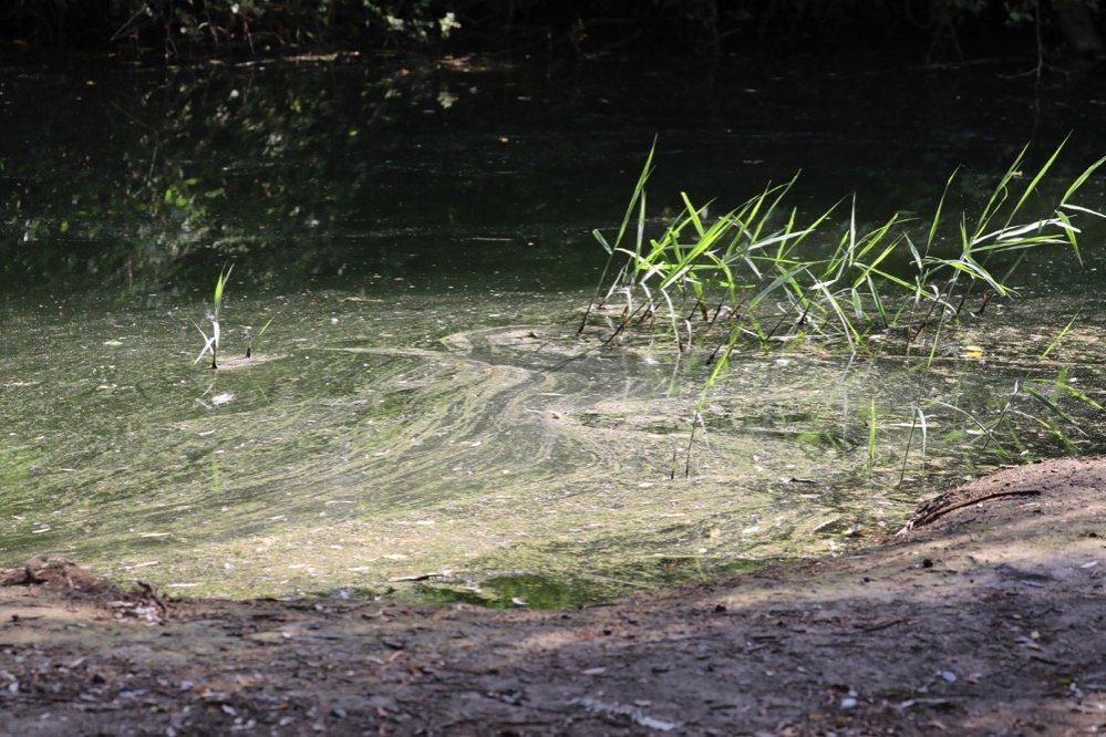 Constatation effectuée au lac de Créteil en juillet 2018 (14) ©Collectif du lac de Créteil