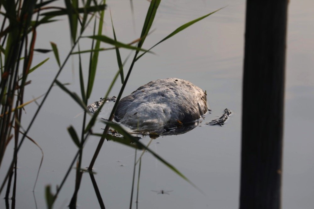 Constatation effectuée au lac de Créteil en juillet 2018 (10) ©Collectif du lac de Créteil