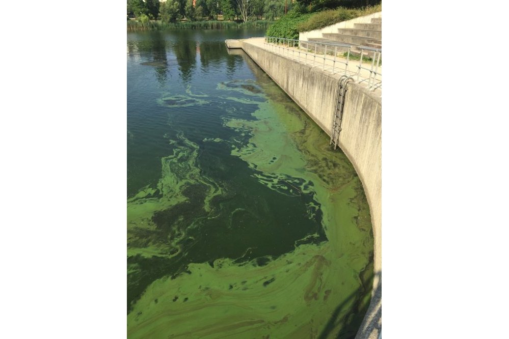 Constatation effectuée au lac de Créteil en juillet 2018 (43) ©Collectif du lac de Créteil