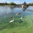 IMG 294 Lac de Creteil