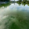 IMG 198 Lac de Creteil