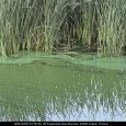 IMG 103 Lac de Creteil
