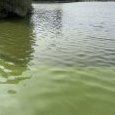 IMG 042 Lac de Creteil