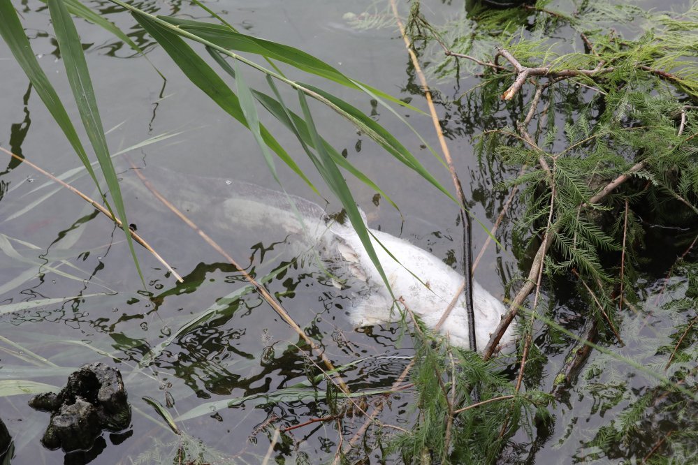 Constatation effectuée au lac de Créteil en juillet 2018 (68) ©Collectif du lac de Créteil