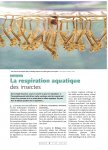 La respiration aquatique des insectes - Revue Insectes N°146 de 2007 (3) Pages 3 à 7