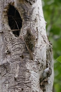 [Grimpereau des jardins->https://www.flickr.com/photos/michel-noel/13911872499/] - JPEG - 132 ko - 333×500 px