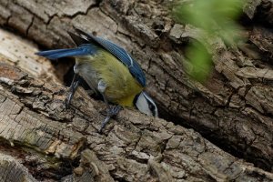 [Mésange bleue->https://www.flickr.com/photos/michel-noel/13515860763/] - JPEG - 139.6 ko - 500×333 px